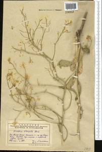 Brassica elongata subsp. integrifolia (Boiss.) Breistr., Middle Asia, Western Tian Shan & Karatau (M3) (Kazakhstan)