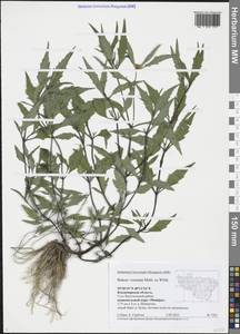 Bidens connata Muhl. ex Willd., Eastern Europe, Central region (E4) (Russia)