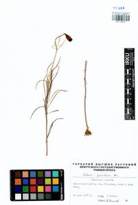 Lilium pumilum Redouté, Siberia, Baikal & Transbaikal region (S4) (Russia)