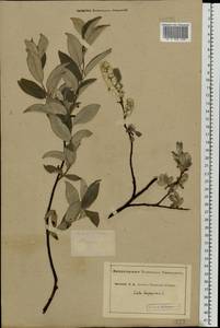 Salix lapponum L., Eastern Europe, Middle Volga region (E8) (Russia)