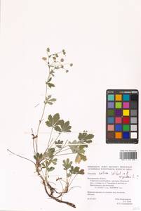 Potentilla collina Wibel, Eastern Europe, Central forest-and-steppe region (E6) (Russia)
