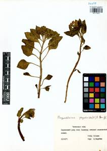 Physochlaina physaloides (L.) G. Don, Siberia, Baikal & Transbaikal region (S4) (Russia)