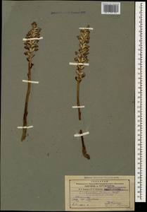 Orobanche cumana Wallr., Caucasus, Armenia (K5) (Armenia)
