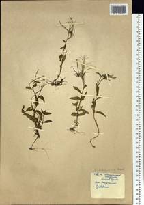 Epilobium hornemannii subsp. behringianum (Hausskn.) Hoch & P. H. Raven, Siberia, Chukotka & Kamchatka (S7) (Russia)