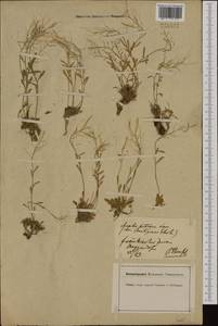 Arabidopsis lyrata subsp. petraea (L.) O'Kane & Al-Shehbaz, Western Europe (EUR) (Germany)