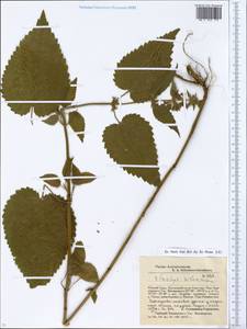Stachys sylvatica L., Eastern Europe, Eastern region (E10) (Russia)
