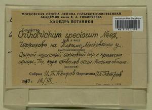 Lewinskya speciosa (Nees) F. Lara, Garilleti & Goffinet, Bryophytes, Bryophytes - Moscow City & Moscow Oblast (B6a) (Russia)