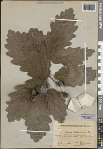Quercus hartwissiana Steven, Caucasus, Krasnodar Krai & Adygea (K1a) (Russia)