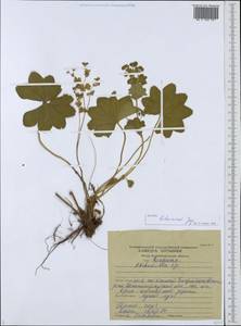 Alchemilla litwinowii Juz., Eastern Europe, North-Western region (E2) (Russia)