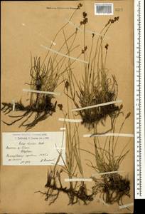 Carex divisa Huds., Caucasus, Armenia (K5) (Armenia)