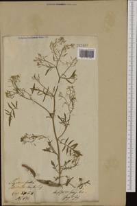 Rorippa sylvestris (L.) Besser, Eastern Europe, Lithuania (E2a) (Lithuania)