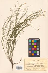 Polygala tenuifolia Willd., Siberia, Russian Far East (S6) (Russia)