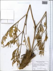 Komaroviopsis anisosperma (Korovin) Doweld, Middle Asia, Pamir & Pamiro-Alai (M2) (Uzbekistan)