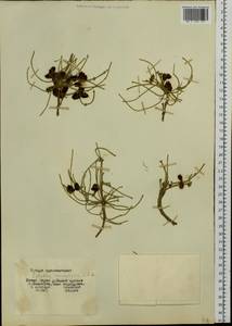 Ephedra monosperma J.G.Gmel. ex C.A.Mey., Siberia, Yakutia (S5) (Russia)
