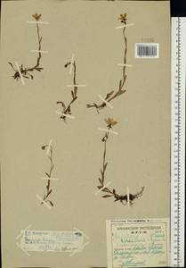 Saxifraga hirculus L., Eastern Europe, Northern region (E1) (Russia)