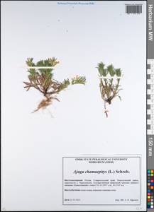 Ajuga chamaepitys subsp. chia (Schreb.) Arcang., Caucasus, Stavropol Krai, Karachay-Cherkessia & Kabardino-Balkaria (K1b) (Russia)