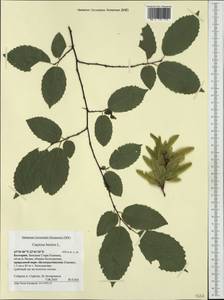 Carpinus betulus L., Western Europe (EUR) (Bulgaria)