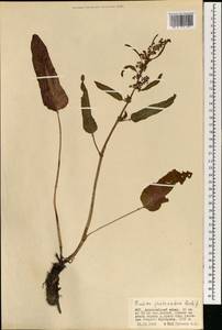 Rumex aquaticus L., Mongolia (MONG) (Mongolia)