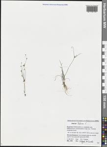 Juncus bufonius L., Siberia, Baikal & Transbaikal region (S4) (Russia)