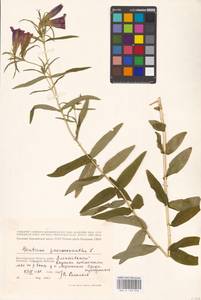 Gentiana pneumonanthe L., Eastern Europe, Lower Volga region (E9) (Russia)