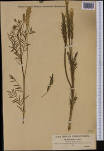 Astragalus asper Jacq., Western Europe (EUR) (Hungary)