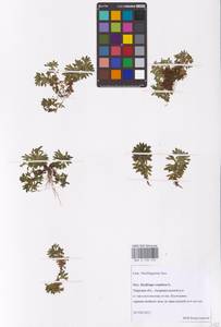 Saxifraga cespitosa L., Eastern Europe, North-Western region (E2) (Russia)