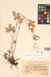 Potentilla chrysantha Trevir., Eastern Europe, Eastern region (E10) (Russia)