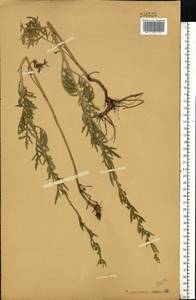 Artemisia latifolia Ledeb., Eastern Europe, Central forest-and-steppe region (E6) (Russia)