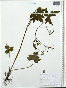 Ranunculus uncinatus var. parviflorus (Torr.) L. D. Benson, Siberia, Chukotka & Kamchatka (S7) (Russia)