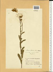Leucanthemum vulgare Lam., Eastern Europe, Central forest region (E5) (Russia)