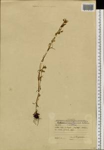 Lomatogonium rotatum (L.) Fries ex Fern., Siberia, Yakutia (S5) (Russia)
