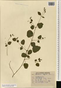 Boerhavia diffusa L., South Asia, South Asia (Asia outside ex-Soviet states and Mongolia) (ASIA) (India)
