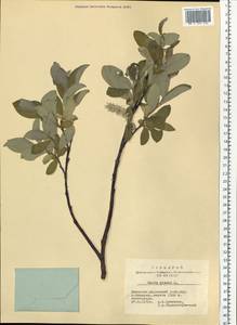 Salix glauca L., Siberia, Altai & Sayany Mountains (S2) (Russia)