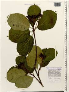 Sorbus subfusca (Ledeb. ex Nordm.) Boiss., Caucasus, Stavropol Krai, Karachay-Cherkessia & Kabardino-Balkaria (K1b) (Russia)