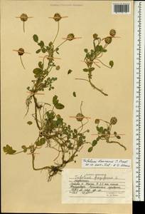 Trifolium fragiferum subsp. bonannii (C.Presl)Sojak, South Asia, South Asia (Asia outside ex-Soviet states and Mongolia) (ASIA) (Afghanistan)