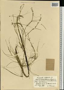 Ranunculus polyphyllus Waldst. & Kit. ex Willd., Eastern Europe, Middle Volga region (E8) (Russia)