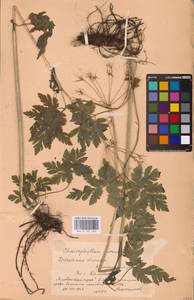 Chaerophyllum hirsutum L., Eastern Europe, Belarus (E3a) (Belarus)