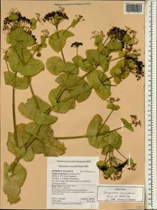 Smyrnium connatum Boiss. & Kotschy, South Asia, South Asia (Asia outside ex-Soviet states and Mongolia) (ASIA) (Cyprus)