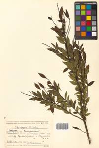 Ilex rugosa F.Schmidt, Siberia, Russian Far East (S6) (Russia)