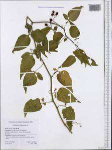 Solanum dulcamara L., Western Europe (EUR) (Germany)