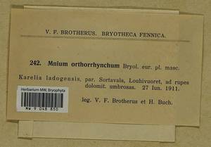 Mnium thomsonii Schimp., Bryophytes, Bryophytes - Karelia, Leningrad & Murmansk Oblasts (B4) (Russia)