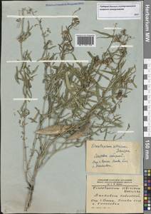 Cynanchum thesioides (Freyn) K. Schum., Siberia, Western Siberia (S1) (Russia)