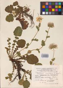 Geum montanum L., Eastern Europe, West Ukrainian region (E13) (Ukraine)