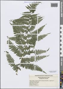 Athyrium filix-femina (L.) Roth, Eastern Europe, Middle Volga region (E8) (Russia)