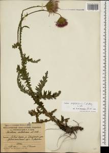 Carduus adpressus C. A. Mey., Caucasus, South Ossetia (K4b) (South Ossetia)