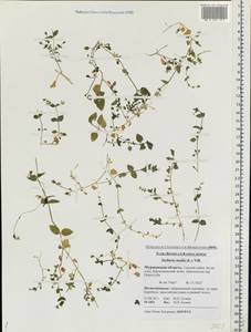Stellaria media (L.) Vill., Eastern Europe, Northern region (E1) (Russia)