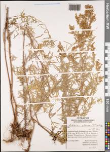 Artemisia glauca Pall. ex Willd., Siberia, Altai & Sayany Mountains (S2) (Russia)