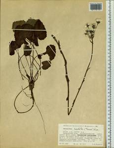 Petasites rubellus (J. F. Gmel.) J. Toman, Siberia, Russian Far East (S6) (Russia)