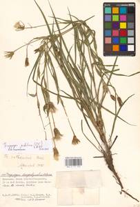 Tragopogon podolicus Besser ex DC., Eastern Europe, Lower Volga region (E9) (Russia)