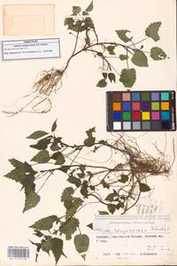 Lamium album subsp. album, Caucasus, Georgia (K4) (Georgia)